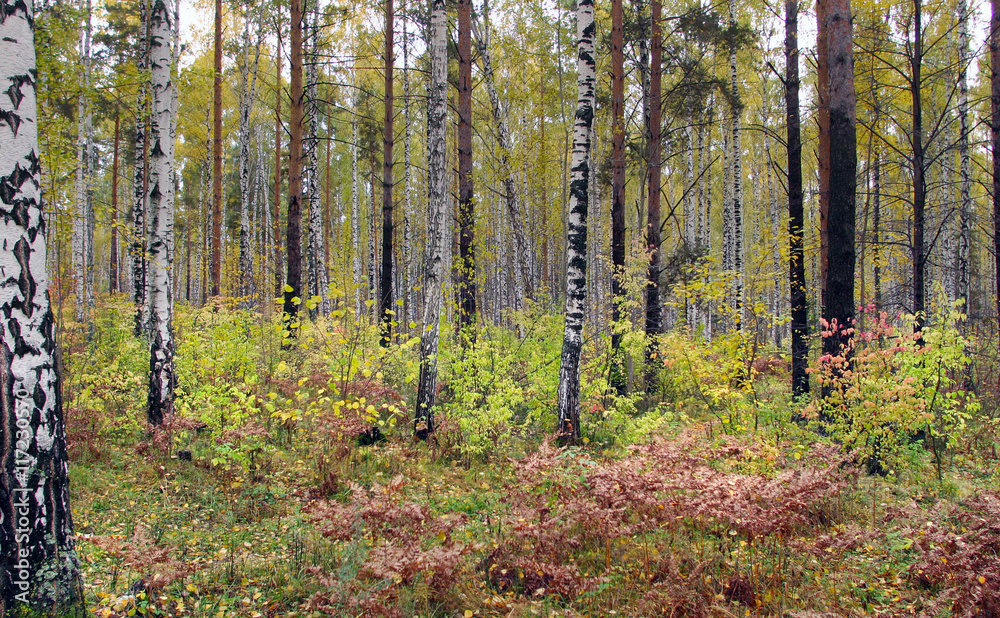 Obraz premium autumn forest