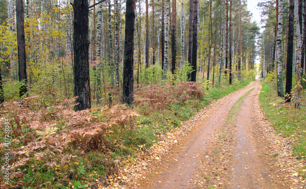 Obraz premium autumn forest