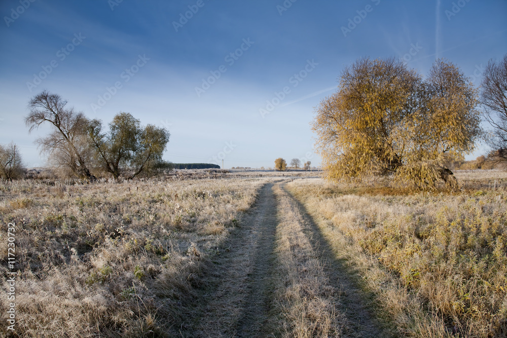 grove in autumn grove in autumn