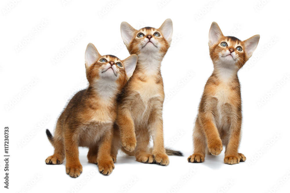 Three Little Abyssinian Kitten Sitting and Curious Looking up on Isolated White Background, Front view
