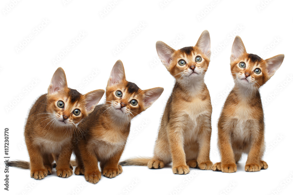 Four Little Abyssinian Kitten Sitting and Curious Looking in Camera on Isolated White Background, Front view, Young Family