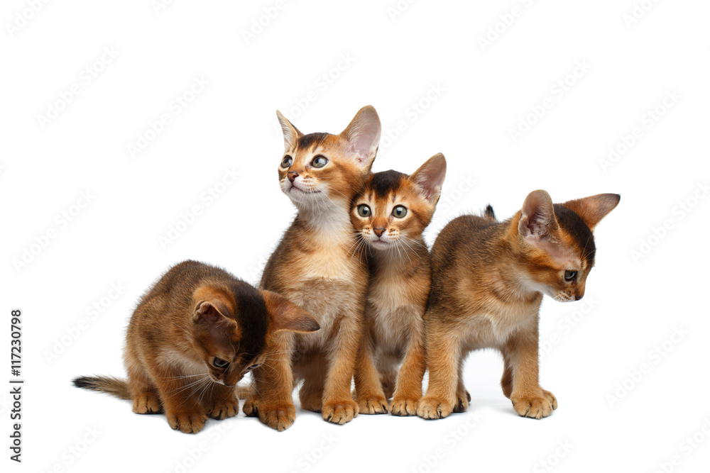 Four Cute Abyssinian Kitten Sitting and Curious Looking in Camera on Isolated White Background, Front view, Little Hunting