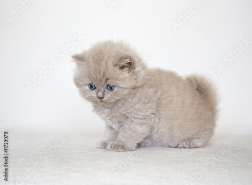 small kitten on white sofa