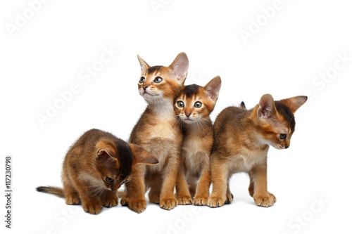 Fototapeta Naklejka Na Ścianę i Meble -  Four Cute Abyssinian Kitten Sitting and Curious Looking in Camera on Isolated White Background, Front view, Little Hunting