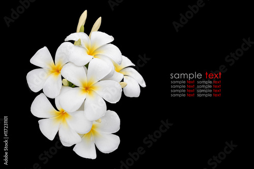 White and yellow tropical flowers, Frangipani, Plumeria isolated