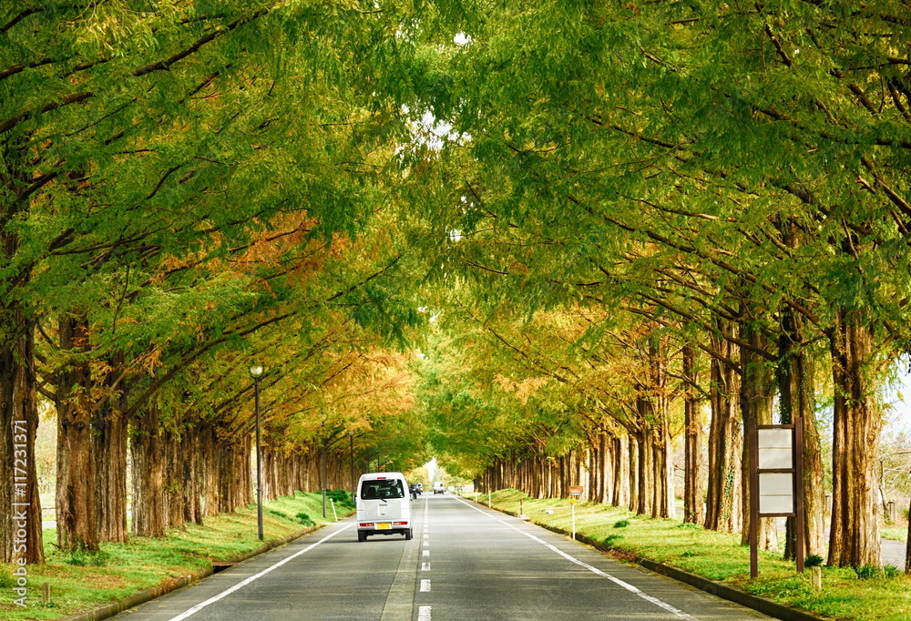 Obraz premium メタセコイア並木.