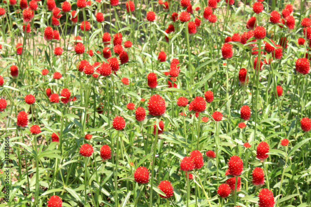 globe amaranth red flower