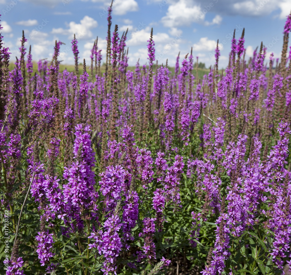 Obraz premium wildflowers