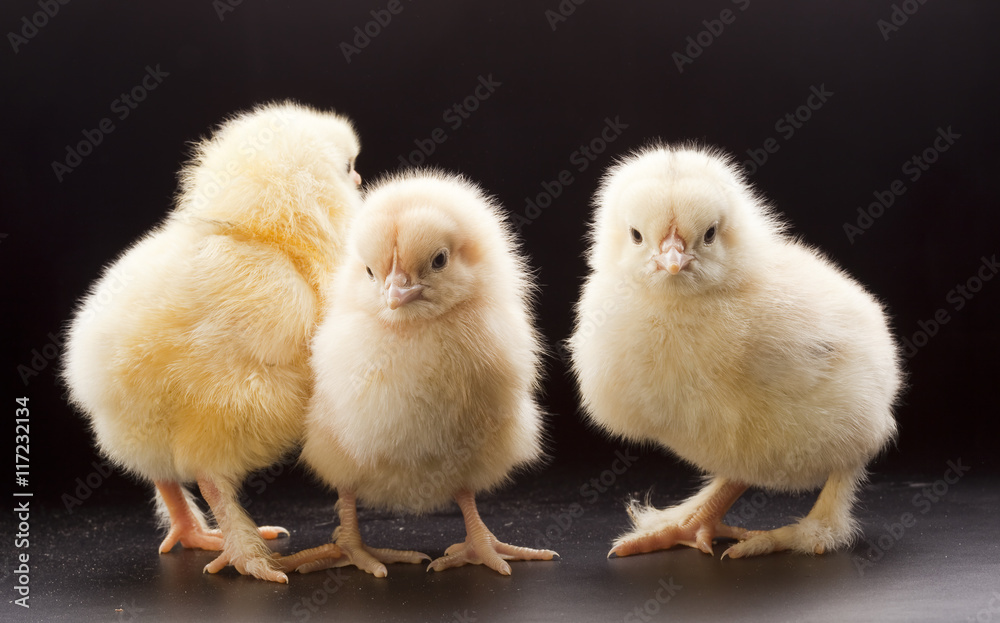 Fototapeta premium Small fluffy chickens