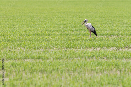 Long legs bird in green rice fields in Thailand