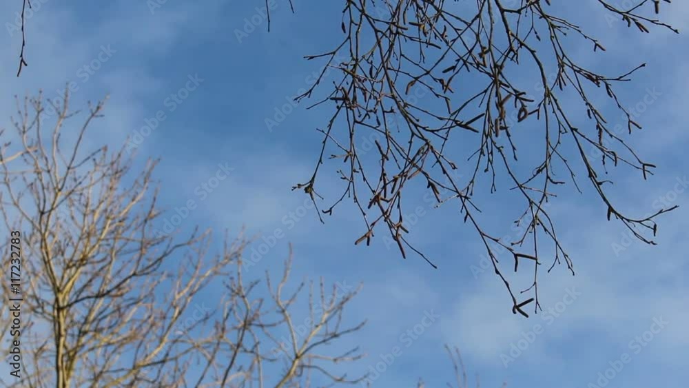 Birkenäste mit Knospen im Winder/Frühling