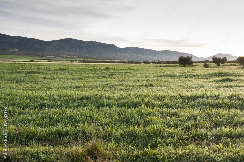 Barley fields in an agricultural landscape in La Mancha, Ciudad Real Province, Spain. In the background can be seen the Toledo Mountains