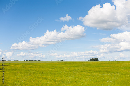 Beautiful, green and luscious barley field with blue skies and white clouds