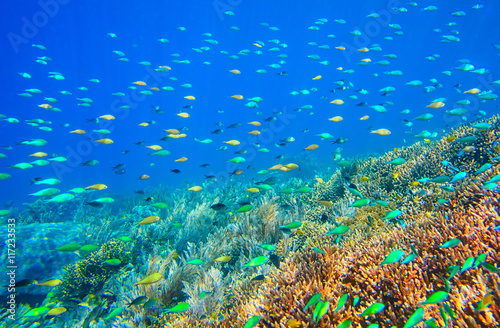 Many vibrant small fish above a coral reef