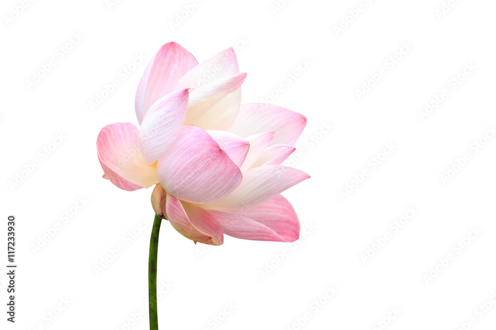 Fototapeta premium Beautiful pink lotus flower isolated on white. Saved with clippi