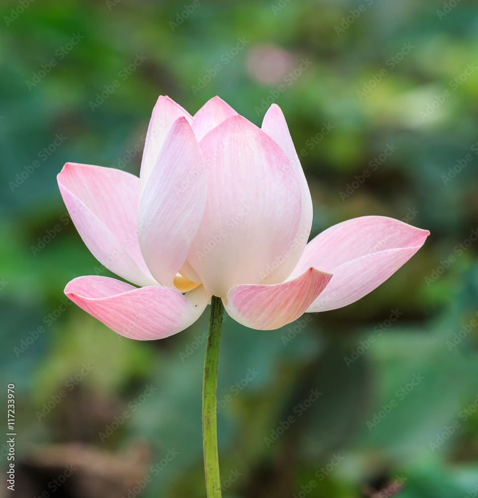 Beautiful pink lotus flower isolated on white. Saved with clippi Beautiful pink lotus flower isolated on white. Saved with clippi