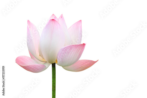 Beautiful pink lotus flower isolated on white. Saved with clippi