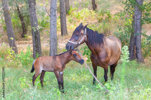 horses mother and child
