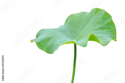 Big green lotus leaf isolated on white. Saved with clipping path