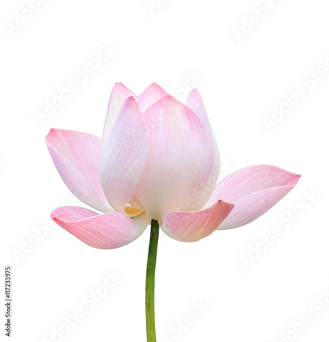 Beautiful pink lotus flower isolated on white. Saved with clippi © SKT Studio