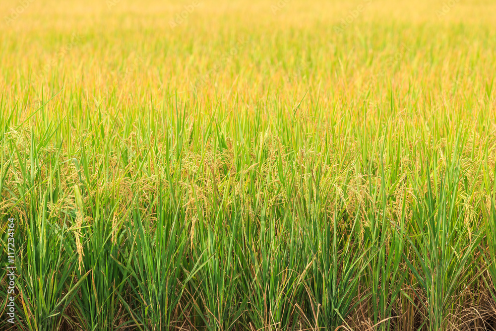 Rice plant. Yellow rice field in Nakhon Pathom province