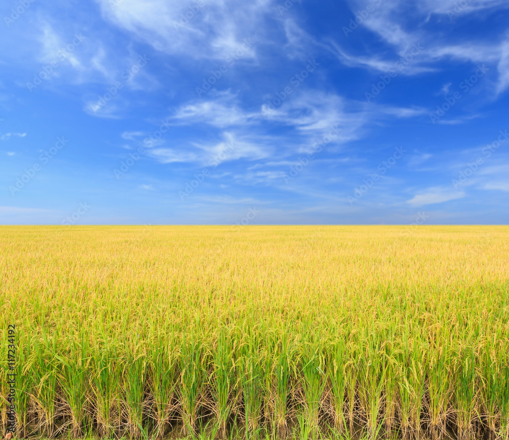 Rice plant. Yellow rice field in Nakhon Pathom province Rice plant. Yellow rice field in Nakhon Pathom province