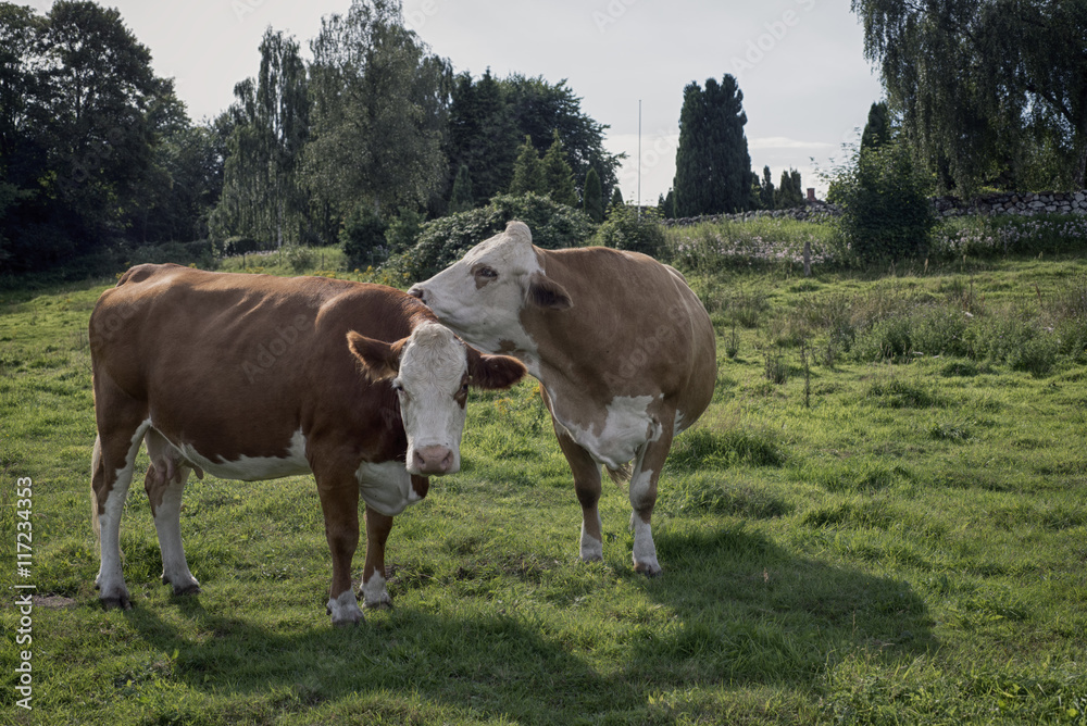 Naklejka premium Two Cows