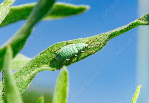 Blue-green curculionidae on the grass against the sky