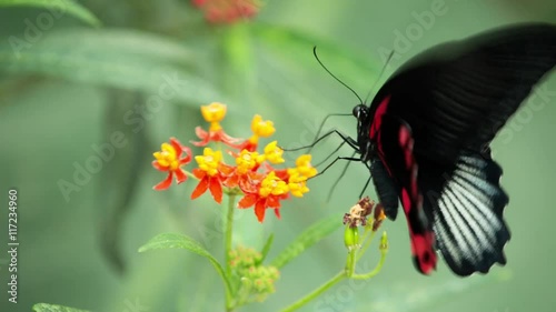 beautiful colorful and delicate butterflies photo