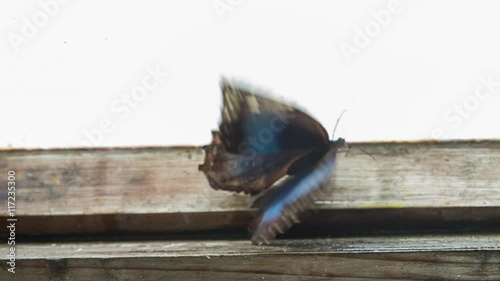 beautiful colorful and delicate butterflies photo