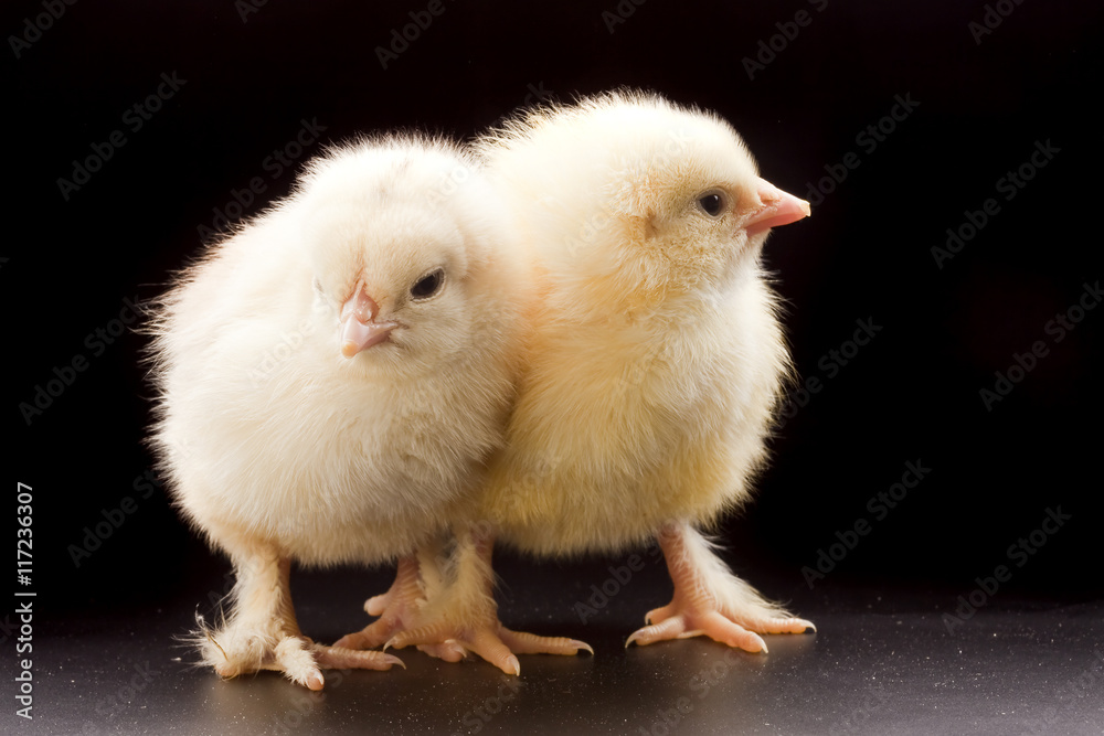 Obraz premium Small fluffy chickens