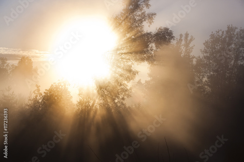 rays of the rising sun © salman2