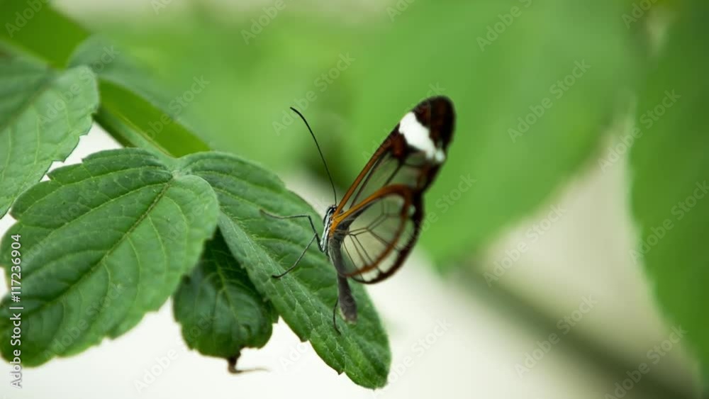beautiful glasswing butterflies filmed close up beautiful glasswing butterflies filmed close up