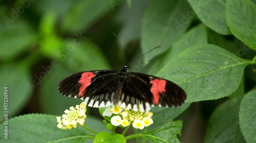 beautiful colorful and delicate butterflies photo