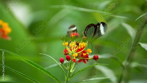 beautiful colorful and delicate butterflies photo