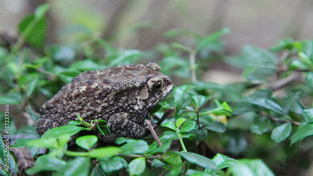 Toad sitting in green grass Toad sitting in green grass