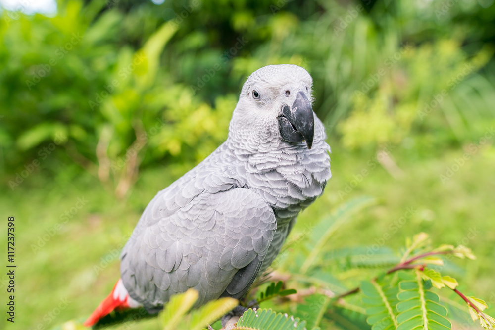 Obraz premium Portrait of the Young African grey parrot sitting on branch and looking at camera with lush green background with copy space
