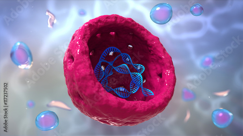 Valokuva Nucleus, Nucleolus, human body cell. Nucleus of the eukaryotic c