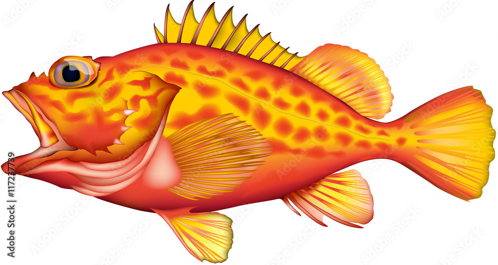 カサゴ イラスト ベクター アヤメカサゴ Stock Vector Adobe Stock
