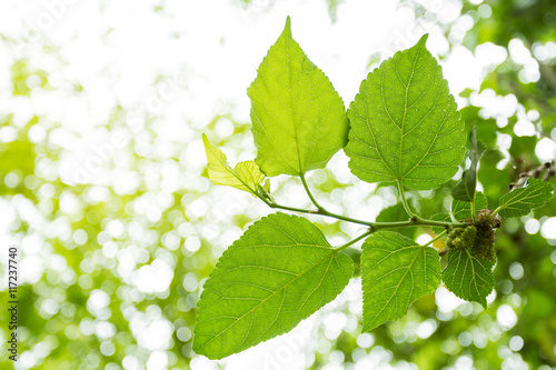 leaf focus green