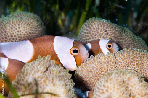 Saddleback clownfish photo