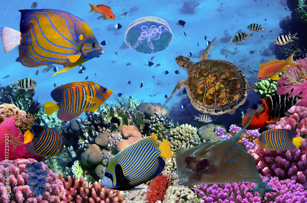 Obraz kolorowa rafa koralowa z wieloma rybami