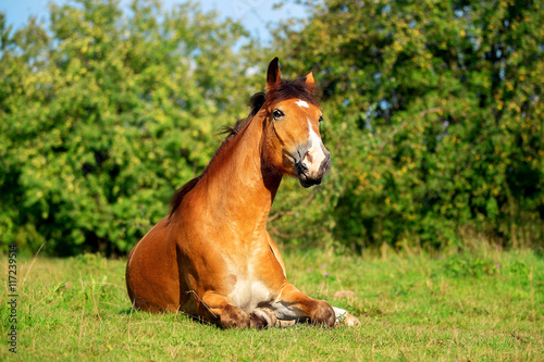 Horse like a big dog