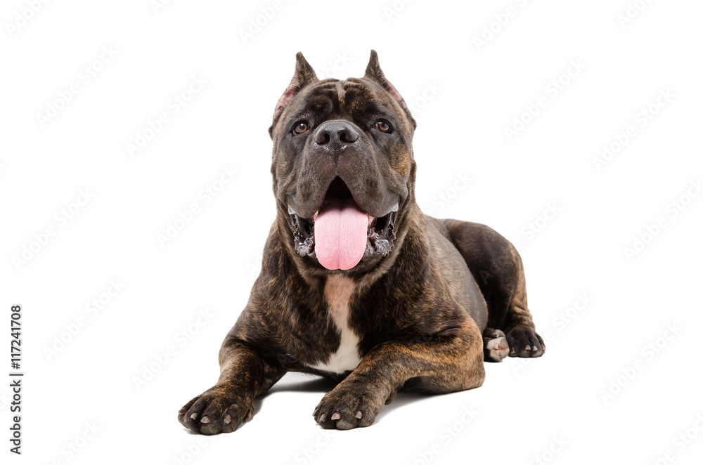 Portrait of a dog Cane Corso breed