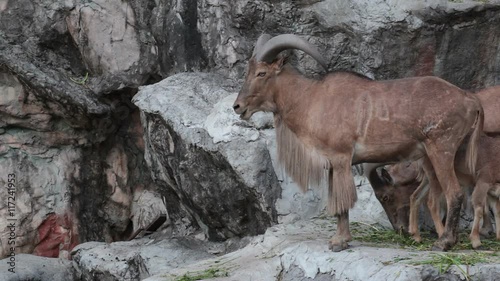 barbary sheep