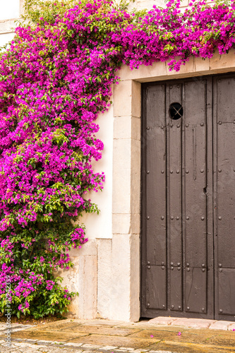 beautiful bouganvilla at greek door photo