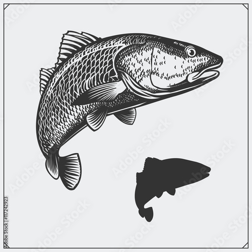 Vector illustration of a fish. Silhouette of fish.