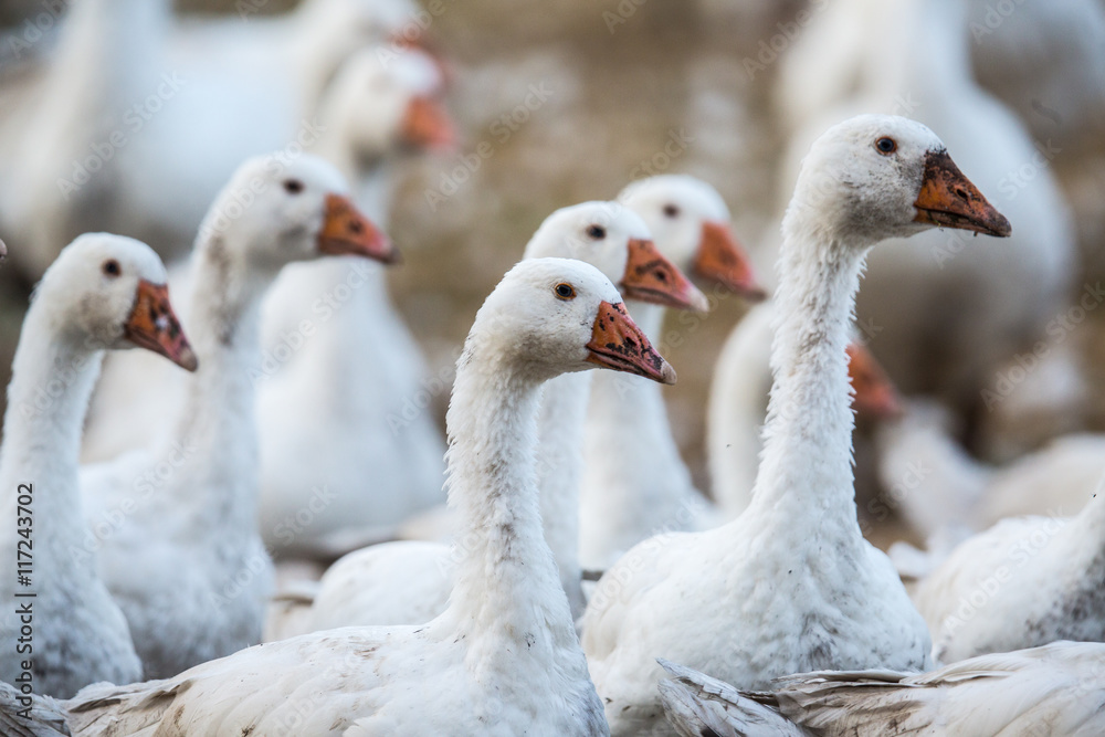 Obraz premium Gänse in Freilandhaltung