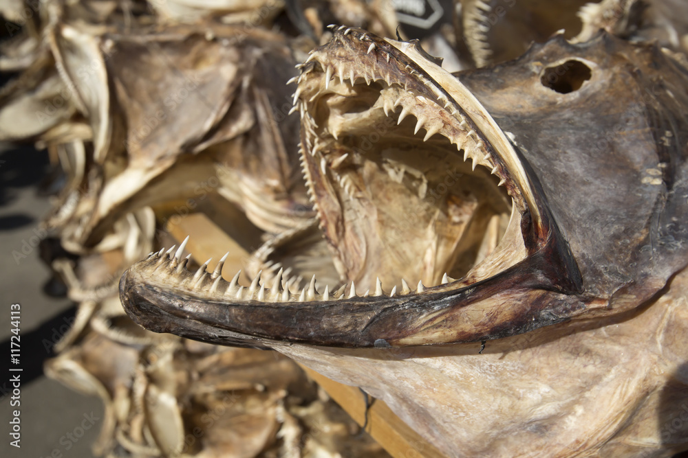 Naklejka premium Fish