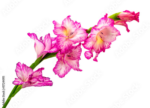 Leinwand Poster Beautiful pink gladiolus isolated on white background